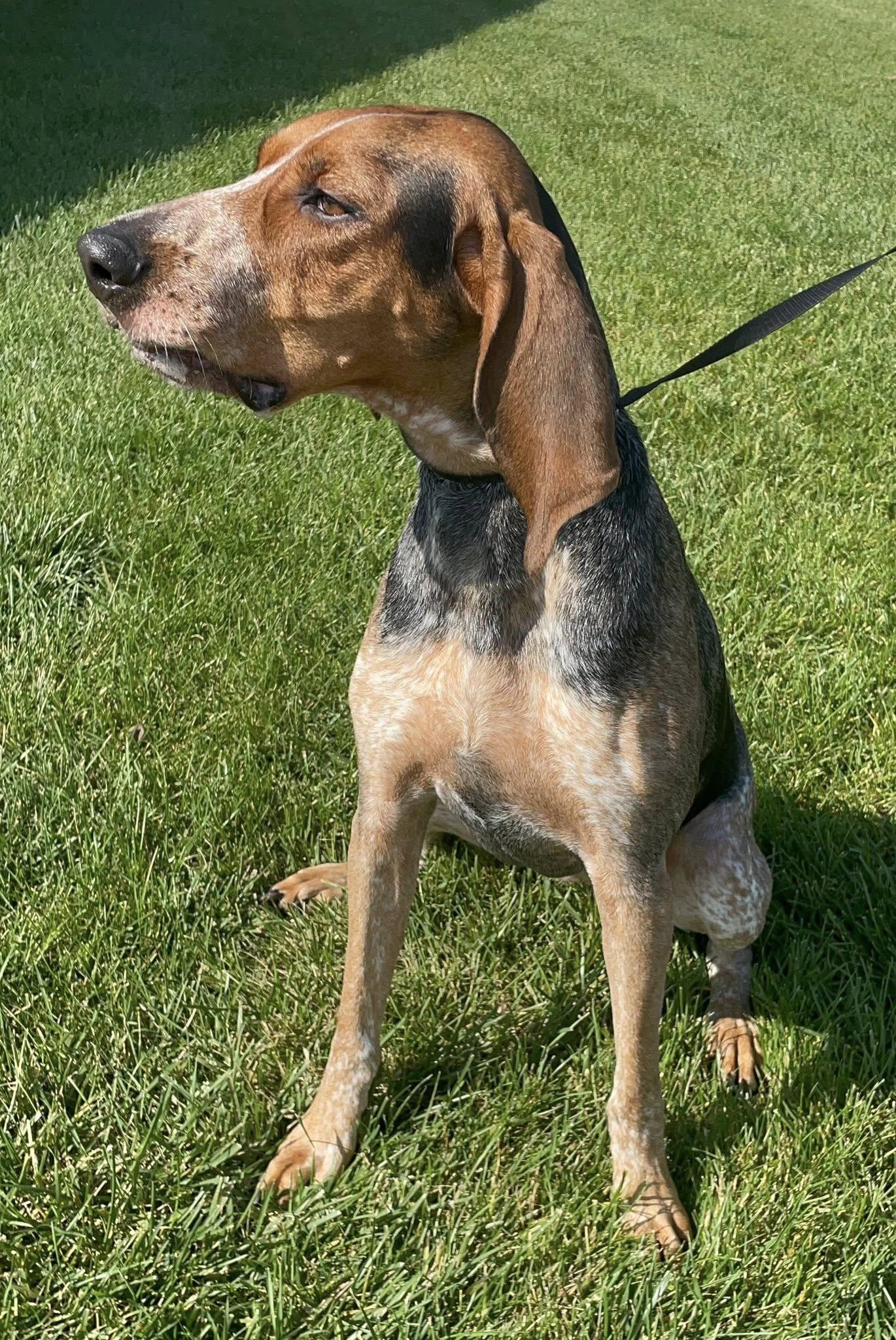 Patsy, a Adopted Bluetick Coonhound in Abilene, KS image 3/5