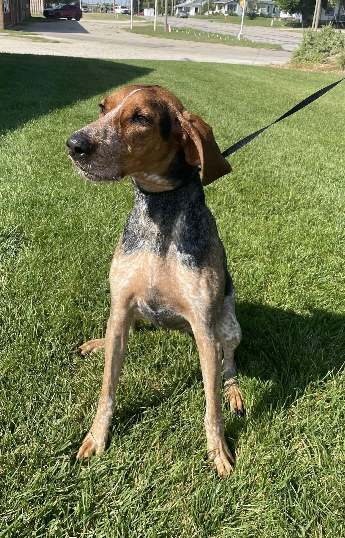 Patsy, a Adopted Bluetick Coonhound in Abilene, KS image 4/5
