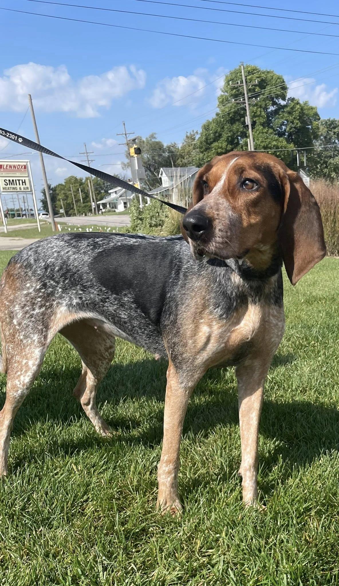 Patsy, a Adopted Bluetick Coonhound in Abilene, KS image 5/5