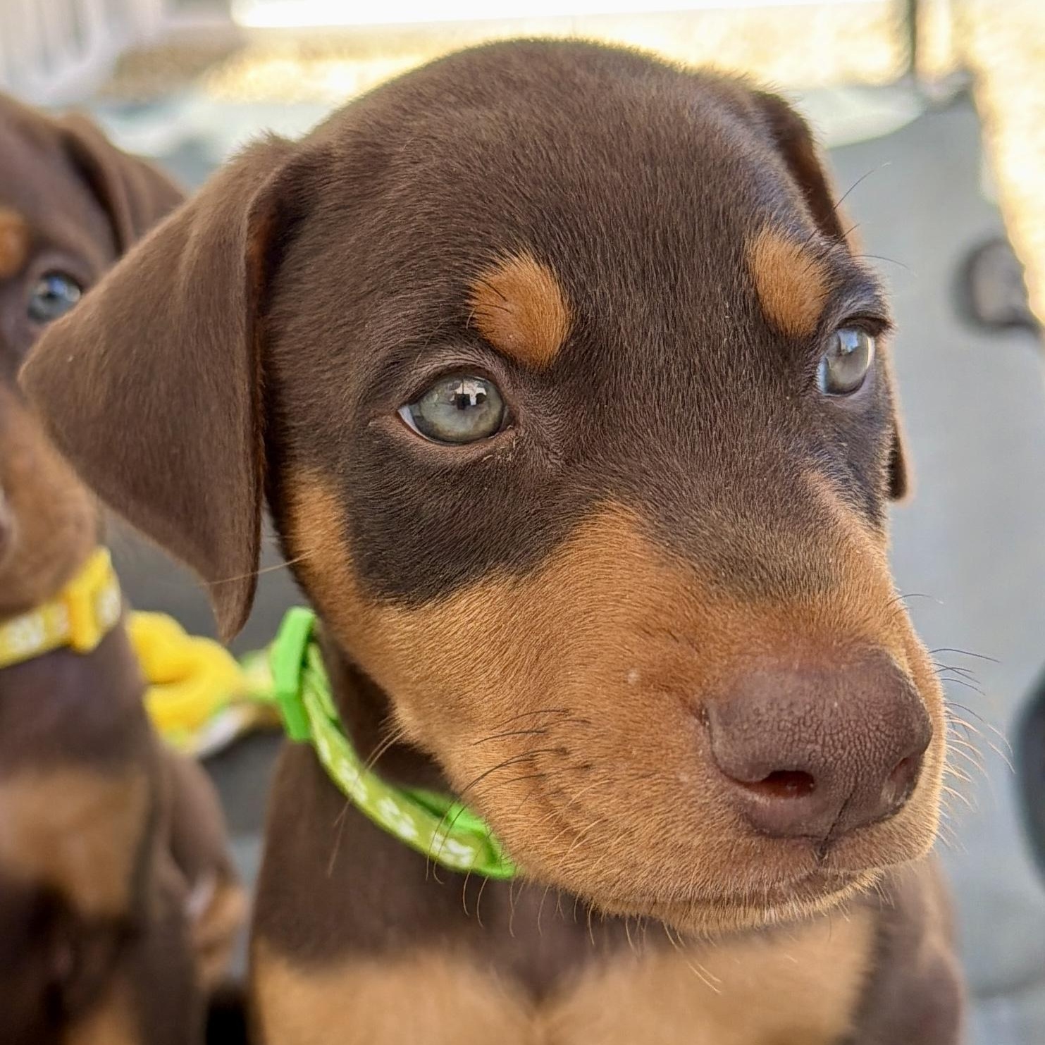Splash, adopted, Puppy Male Doberman Pinscher.