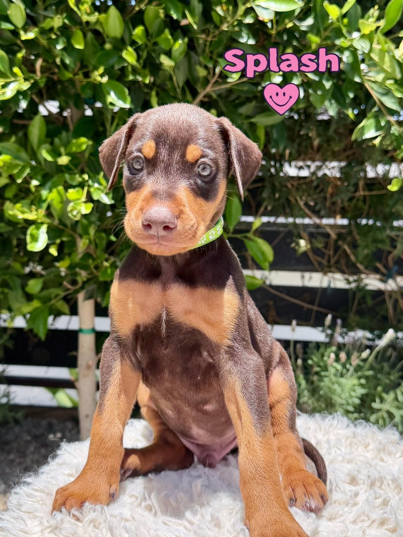 Enlarge Splash, an adopted Doberman Pinscher in Los Angeles, CA image 2/5