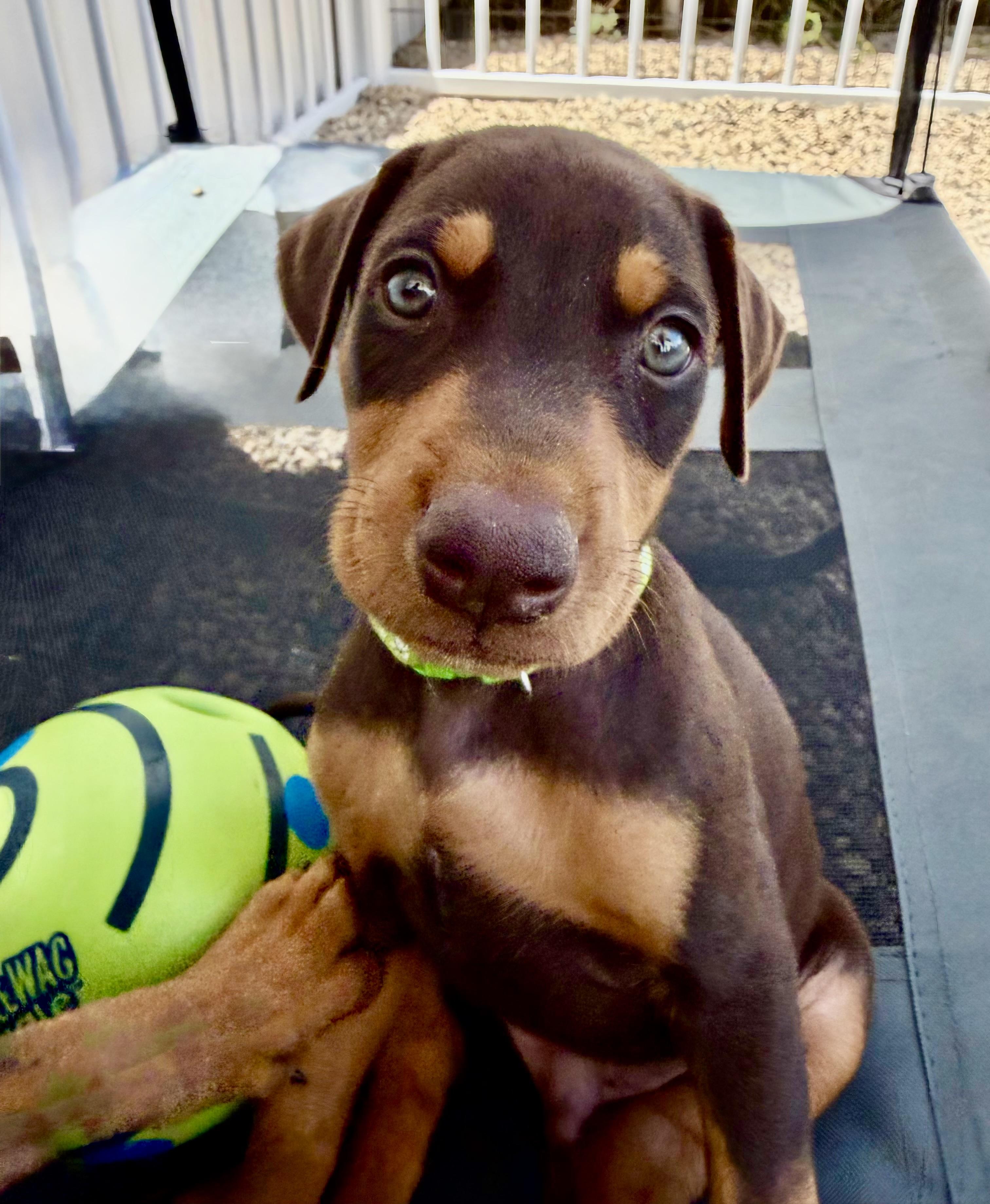 Enlarge Splash, an adopted Doberman Pinscher in Los Angeles, CA image 3/5