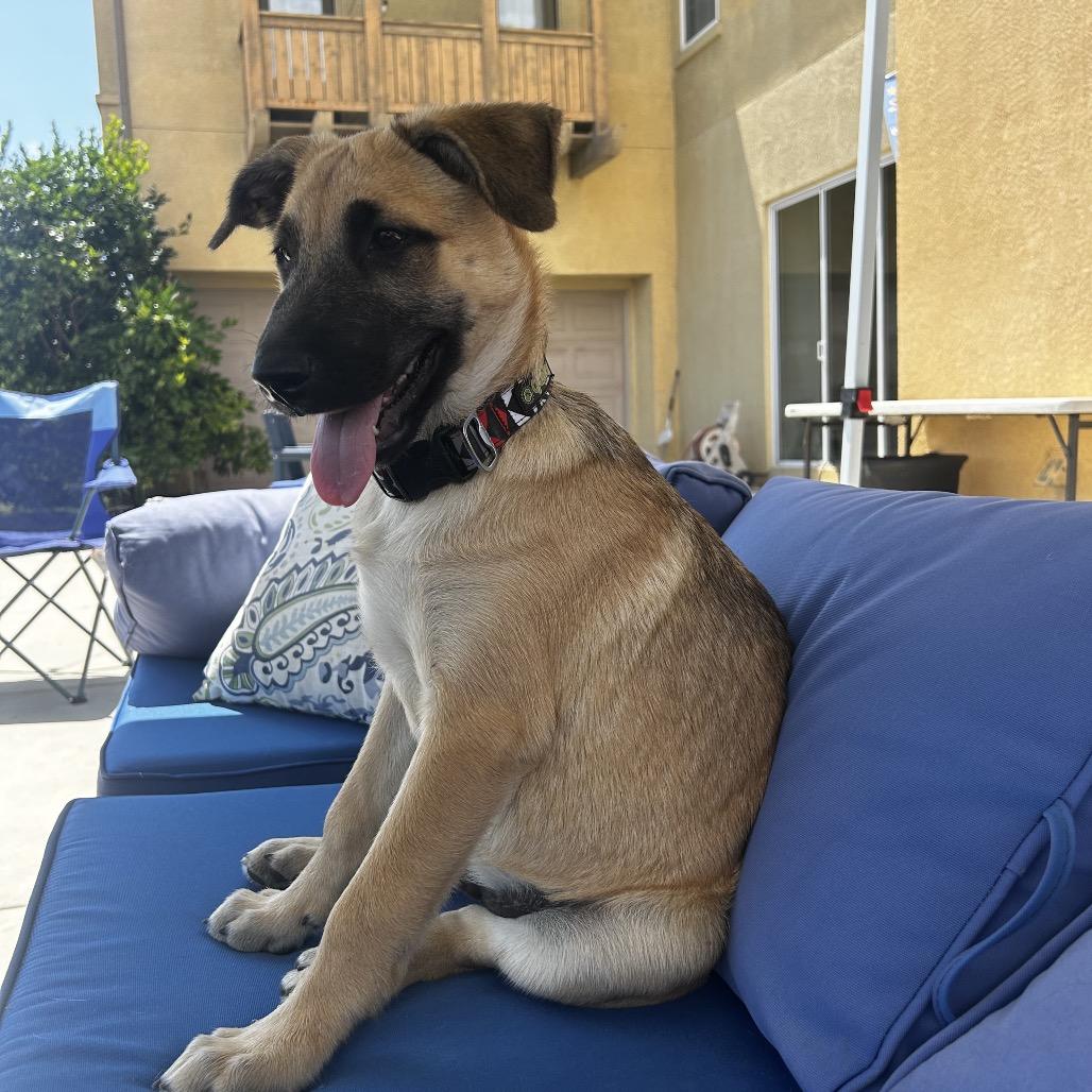 Enlarge Rex, a Adoptable Shepherd in Escondido, CA image 1/6