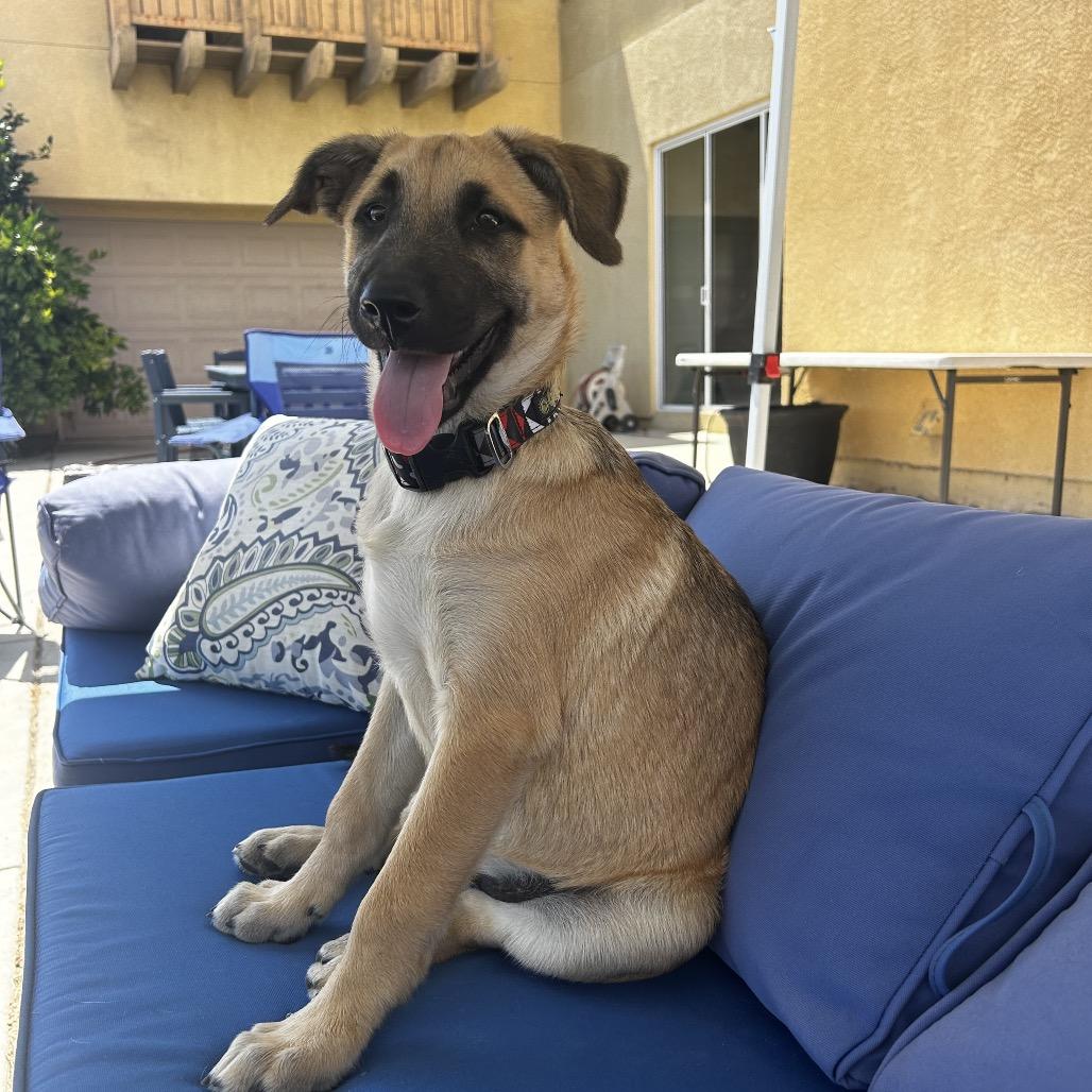 Enlarge Rex, a Adoptable Shepherd in Escondido, CA image 4/6