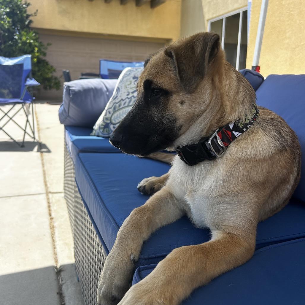 Enlarge Rex, a Adoptable Shepherd in Escondido, CA image 5/6