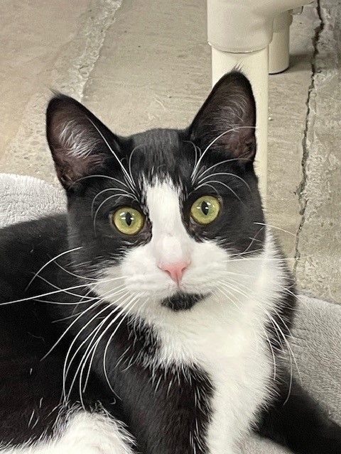 Enlarge Domino-SPONSORED ADOPTION-FREE WITH APPROVED APPLICATION, a Adoptable Domestic Short Hair in Hayward, WI image 1/2