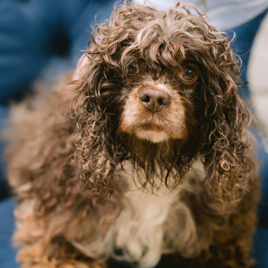 Honey Comb, ADOPTABLE, Adult Female Cocker Spaniel.