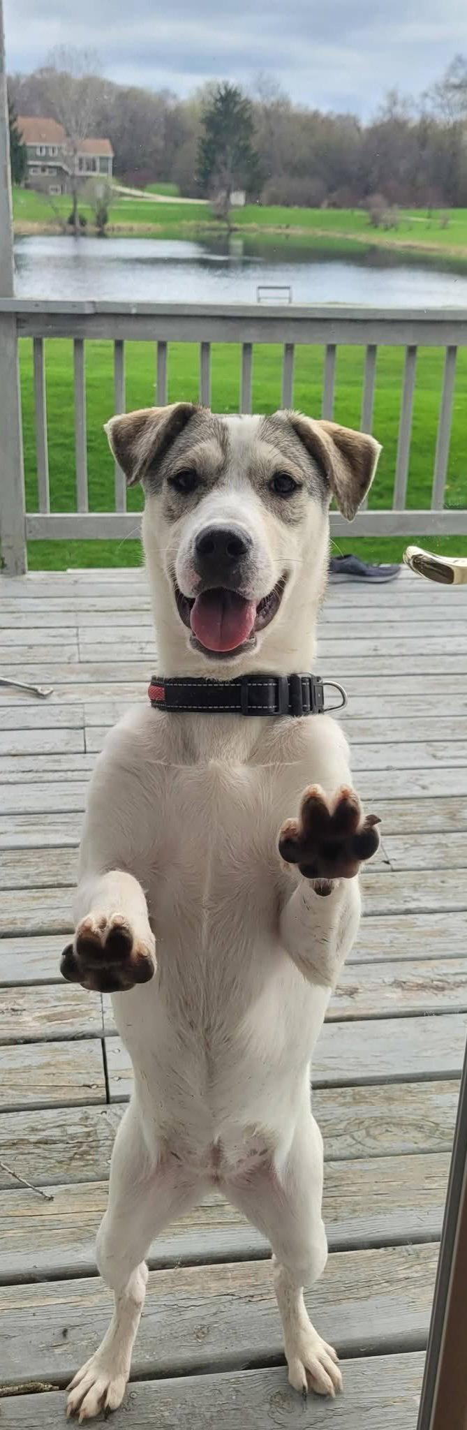 Enlarge **TASHA**, a Adoptable Labrador Retriever in North Prairie, WI image 1/2