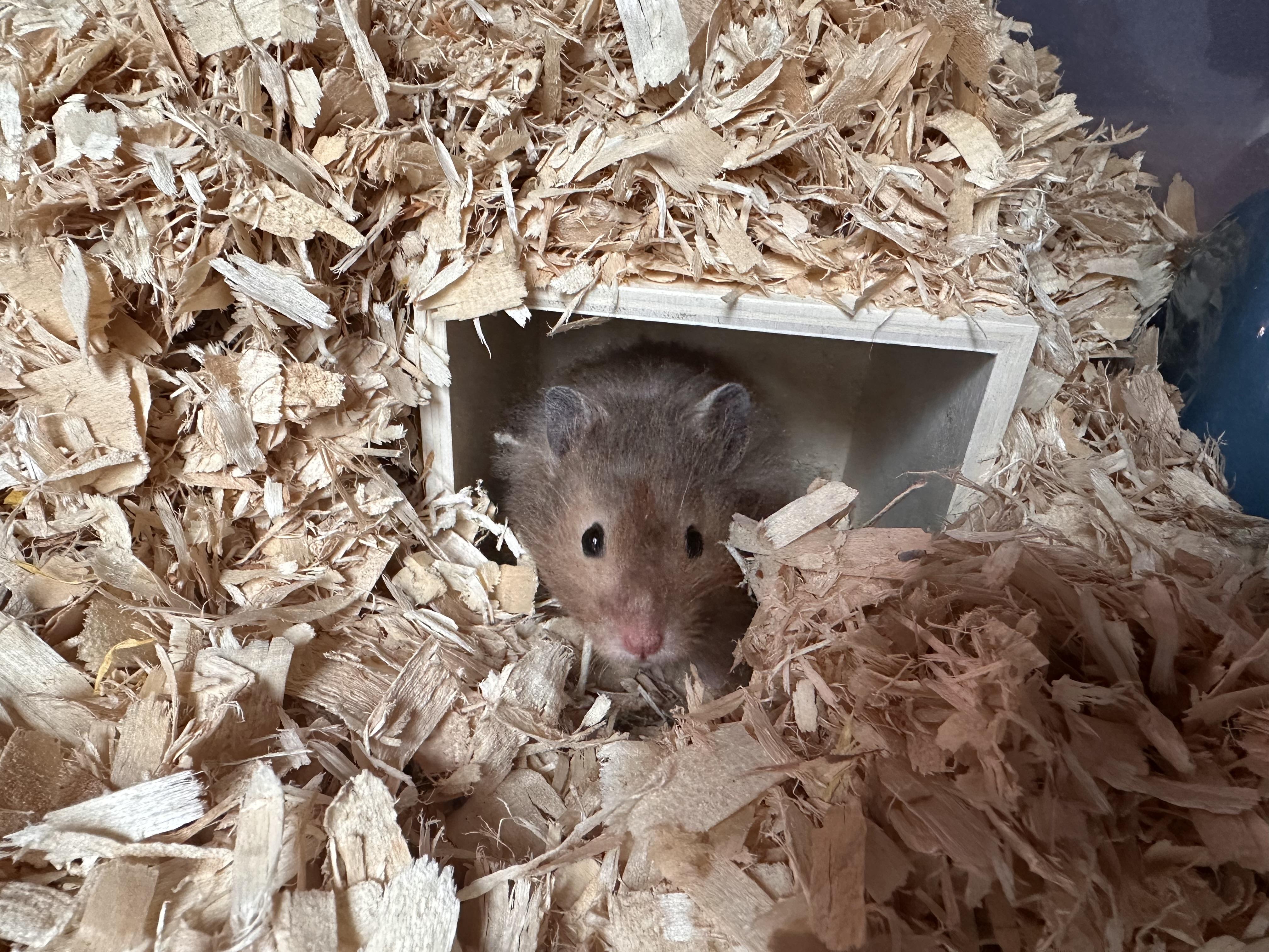 Twigs, a Adopted mixed breed in Johnstown, PA image 1/2