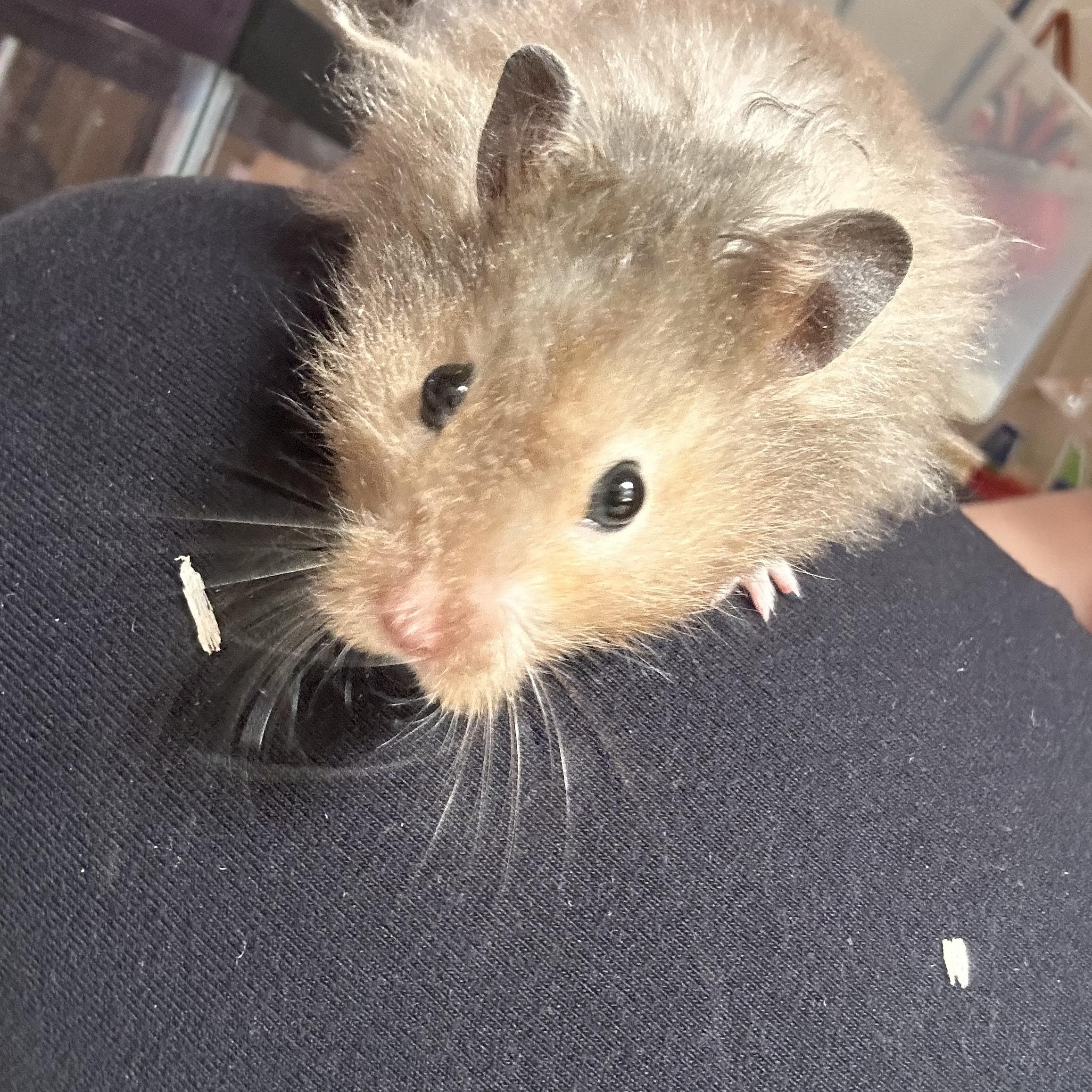 Twigs, a Adopted mixed breed in Johnstown, PA image 2/2