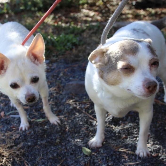 Lilly Bonded To Chico, a Adoptable Chihuahua in Quakertown, PA image 1/6