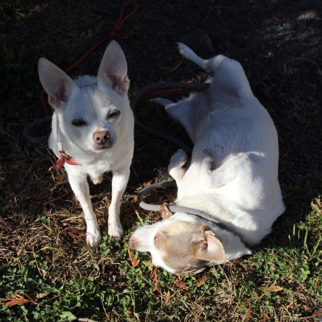 Lilly Bonded To Chico, a Adoptable Chihuahua in Quakertown, PA image 2/6