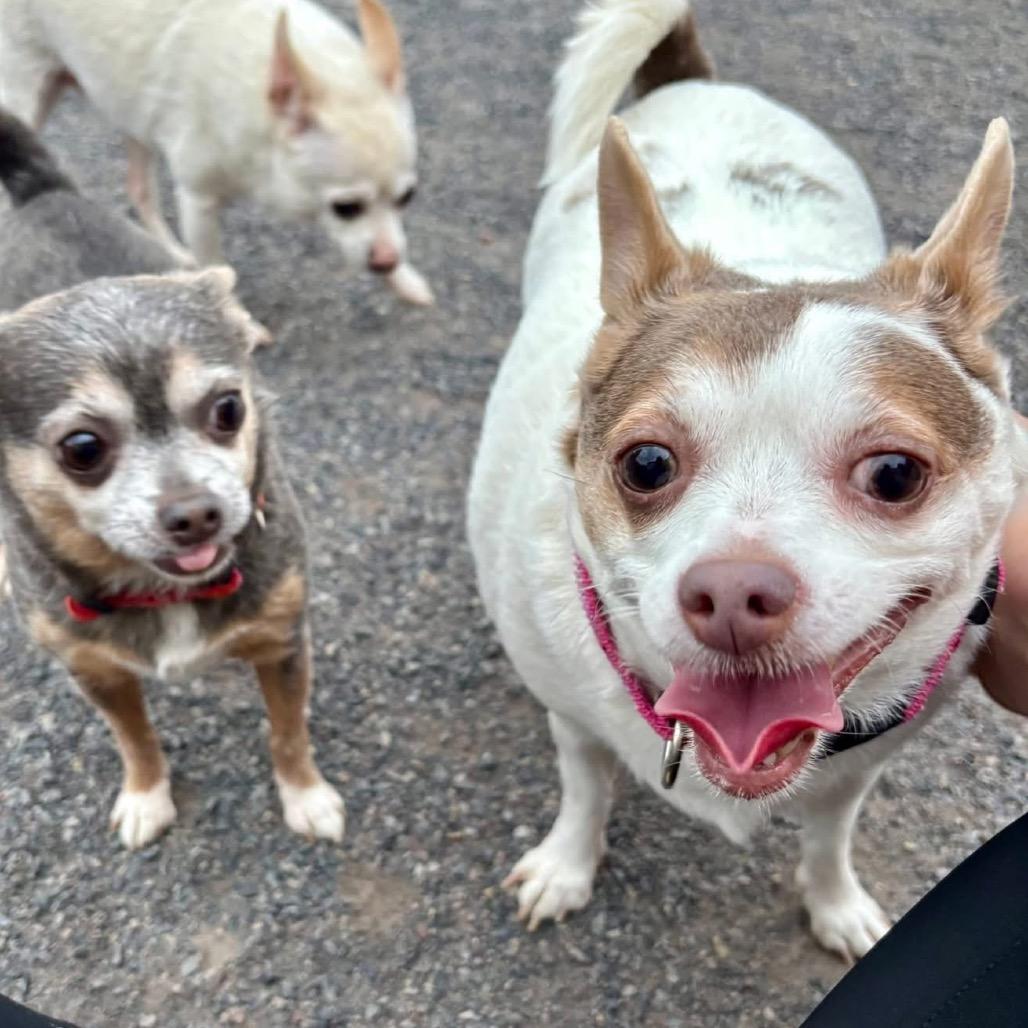 Lilly Bonded To Chico, a Adoptable Chihuahua in Quakertown, PA image 4/6