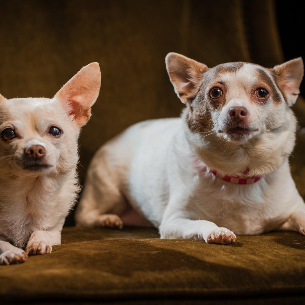 Lilly Bonded To Chico, Adoptable, Senior Female Chihuahua.