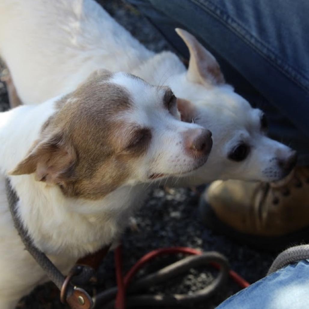 Lilly Bonded To Chico, a Adoptable Chihuahua in Quakertown, PA image 6/6