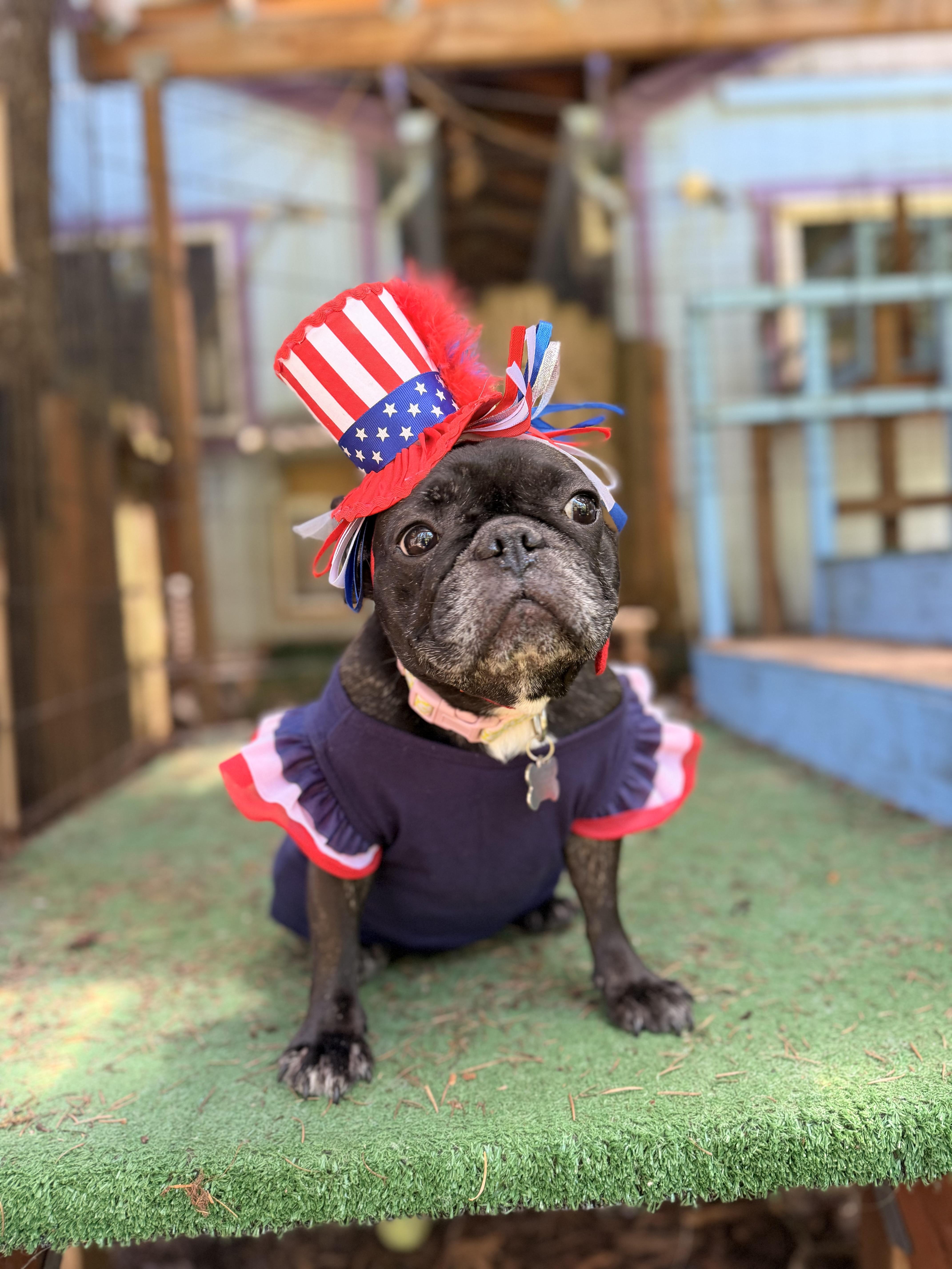 Shy, ADOPTABLE, Adult Female French Bulldog.