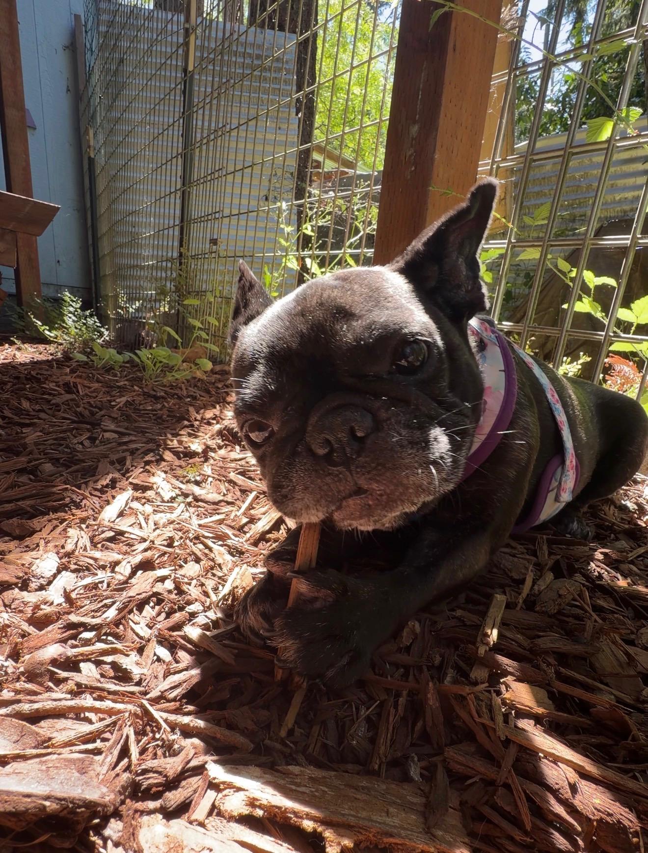 Shy, a ADOPTABLE French Bulldog in Eugene, OR image 2/3