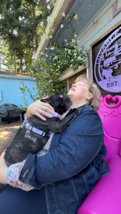 Enlarge Shy, a ADOPTABLE French Bulldog in Eugene, OR video 3/3