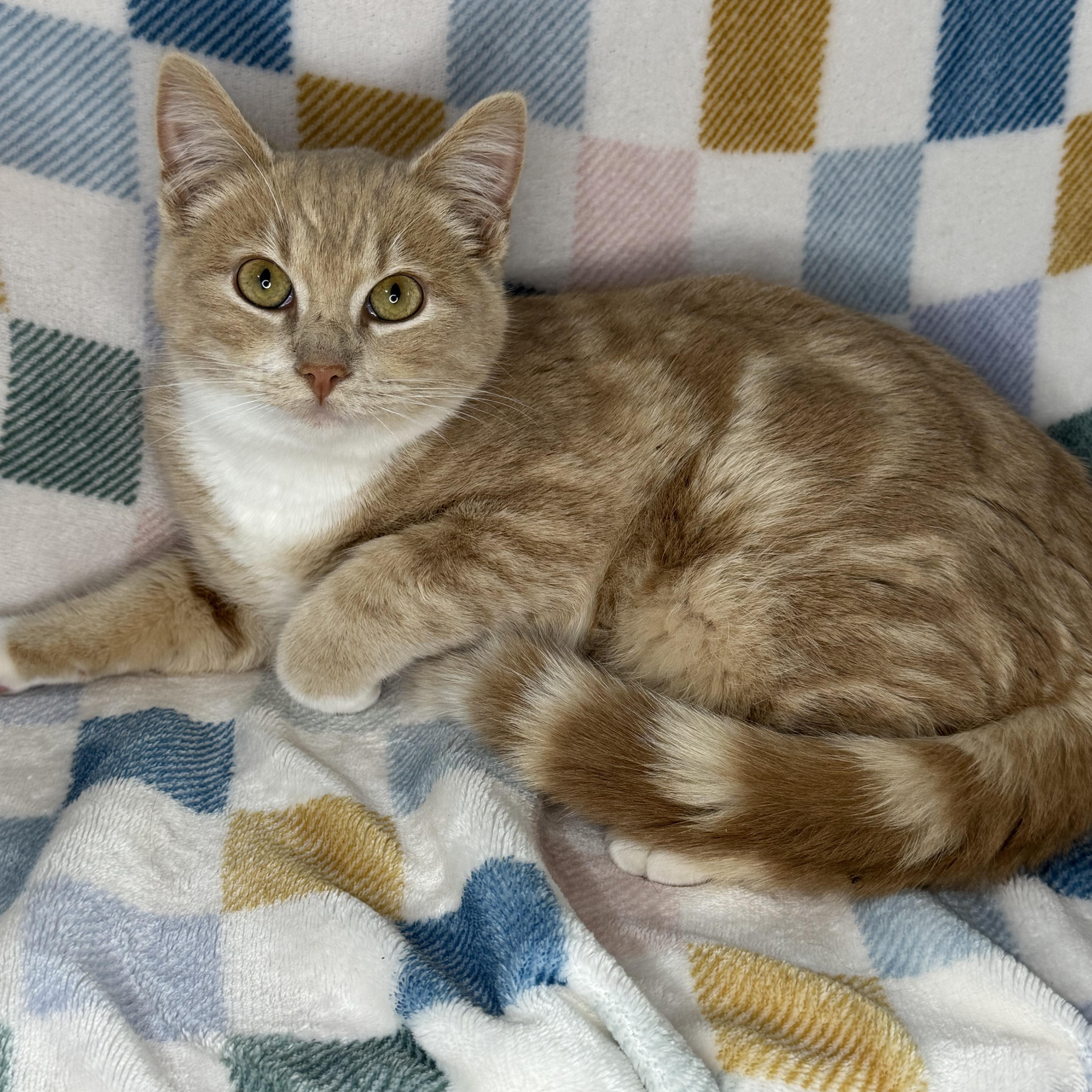 Enlarge Cinnamon Roll , a Adoptable mixed breed in Mount Vernon, IL image 1/6