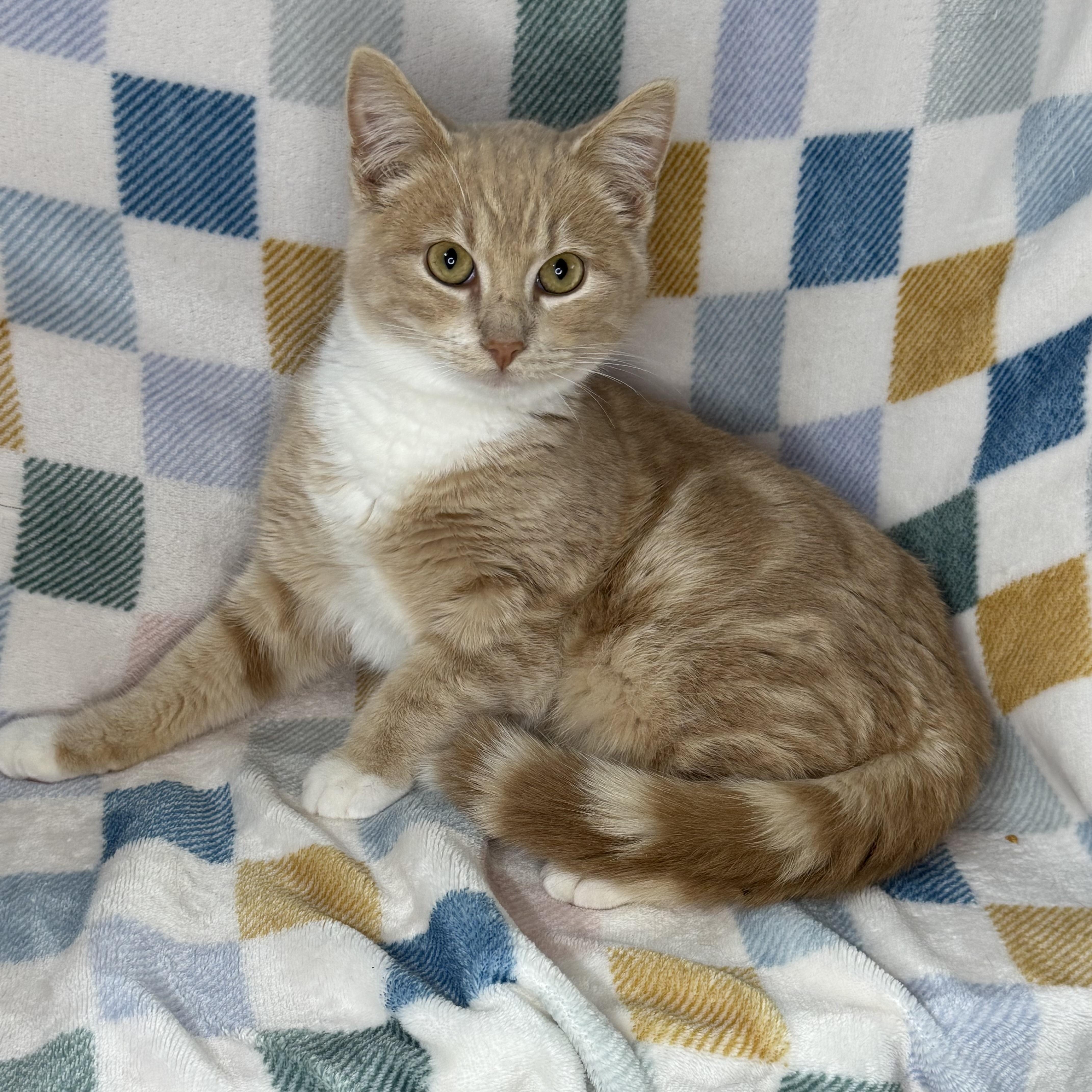Enlarge Cinnamon Roll , a Adoptable mixed breed in Mount Vernon, IL image 6/6