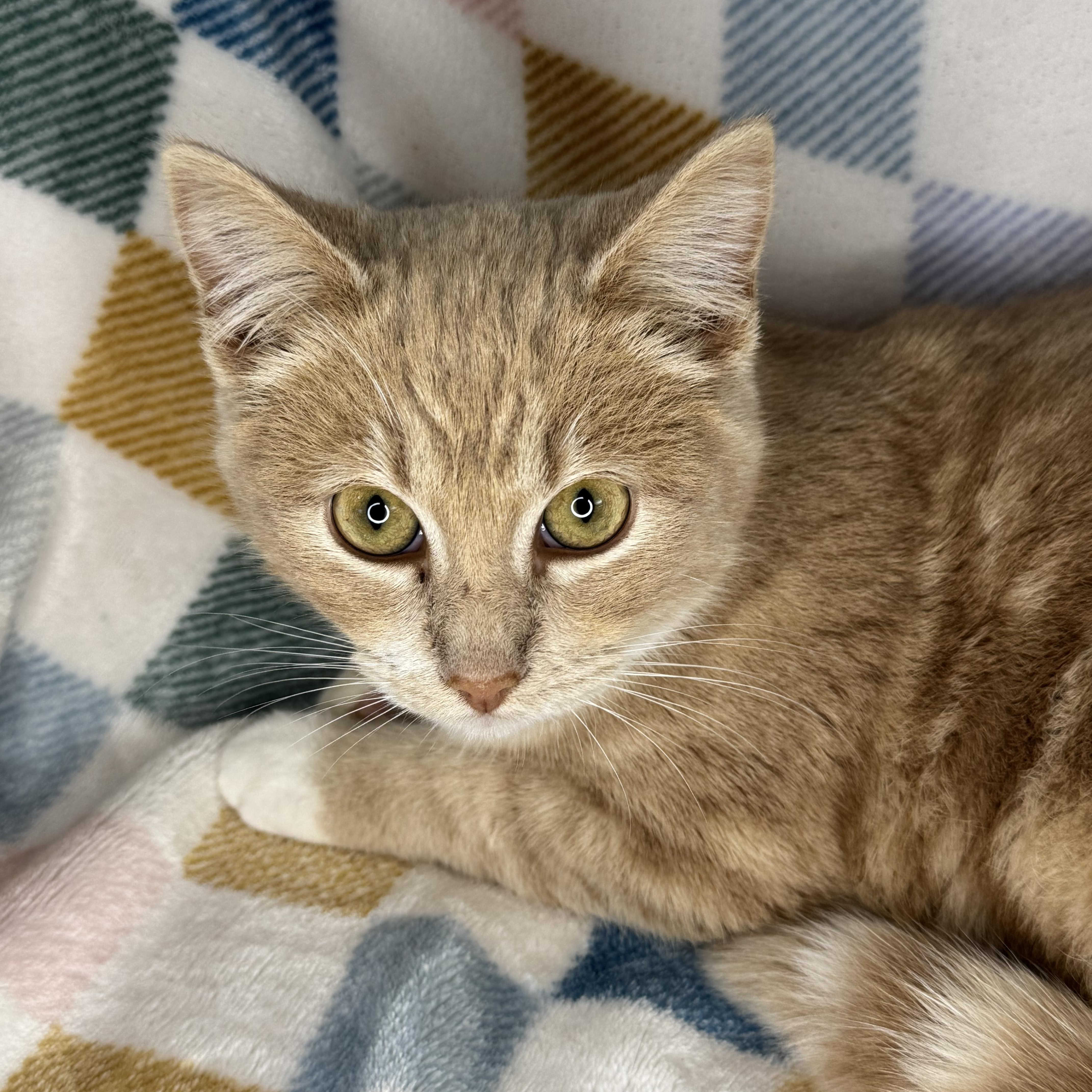 Enlarge Cinnamon Roll , a Adoptable mixed breed in Mount Vernon, IL image 4/6