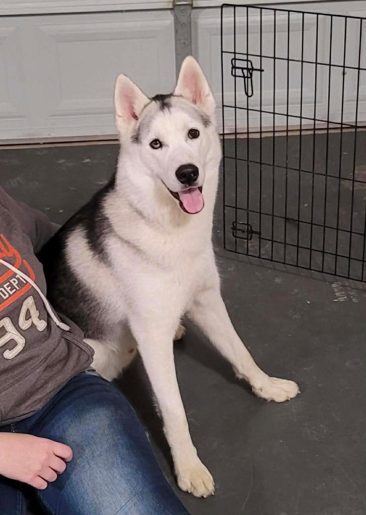 Enlarge Loki, a Adoptable Siberian Husky in Newnan, GA image 1/1