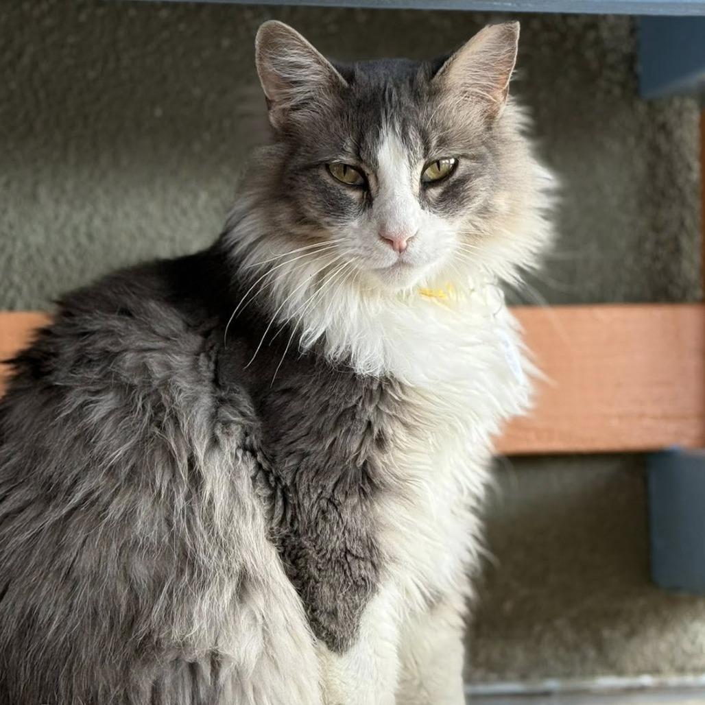 Floccose — thumbnail 2