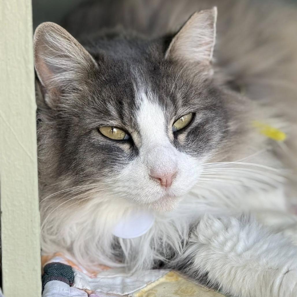 Floccose — thumbnail 3