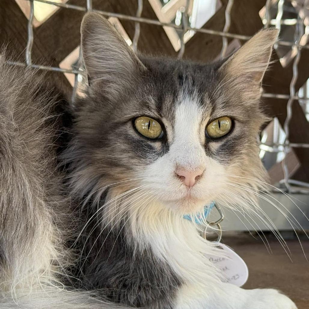 Floccose — thumbnail 4