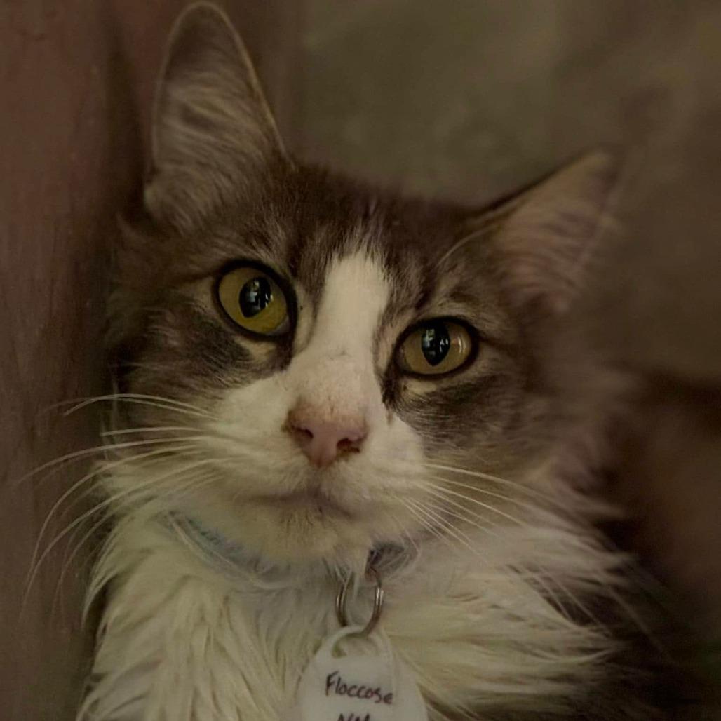 Floccose — thumbnail 5