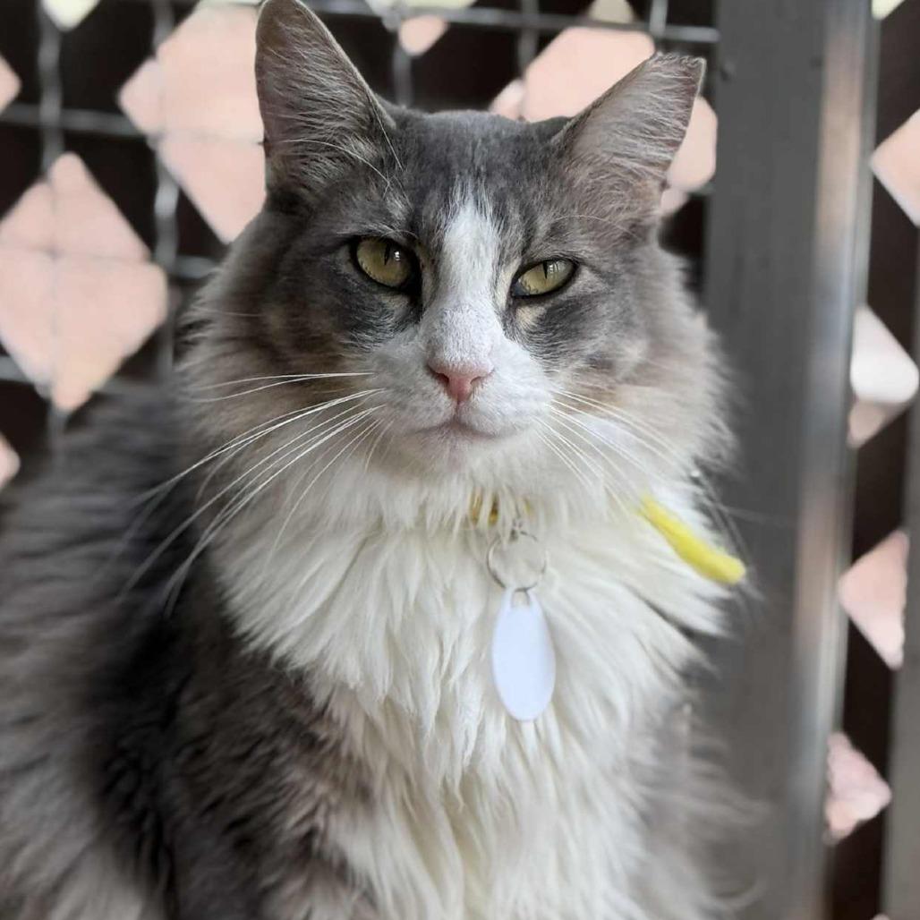 Floccose — thumbnail 6