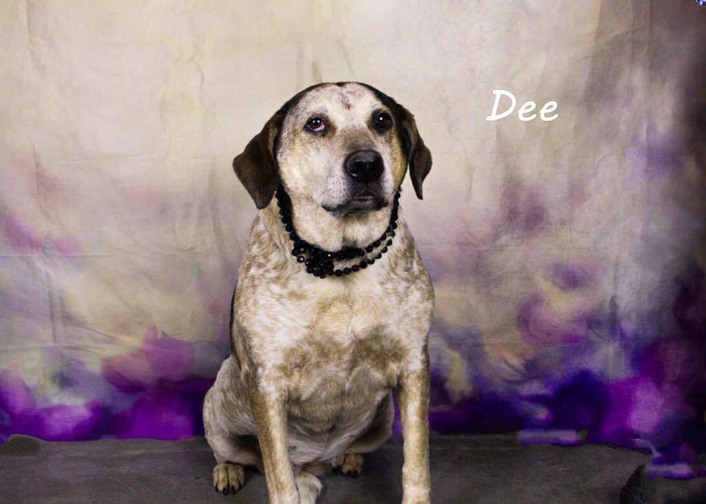 Enlarge Dee, a Adoptable Labrador Retriever in York, NE image 4/5
