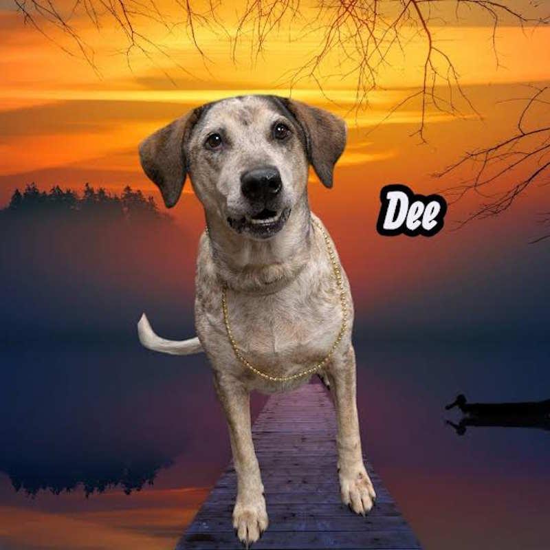 Dee, an adoptable Labrador Retriever in York, NE, 68467 | Photo Image 1