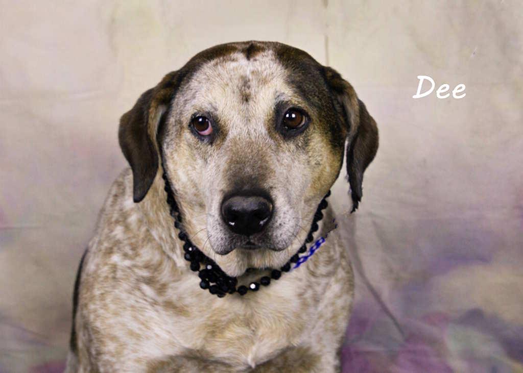 Enlarge Dee, a Adoptable Labrador Retriever in York, NE image 5/5