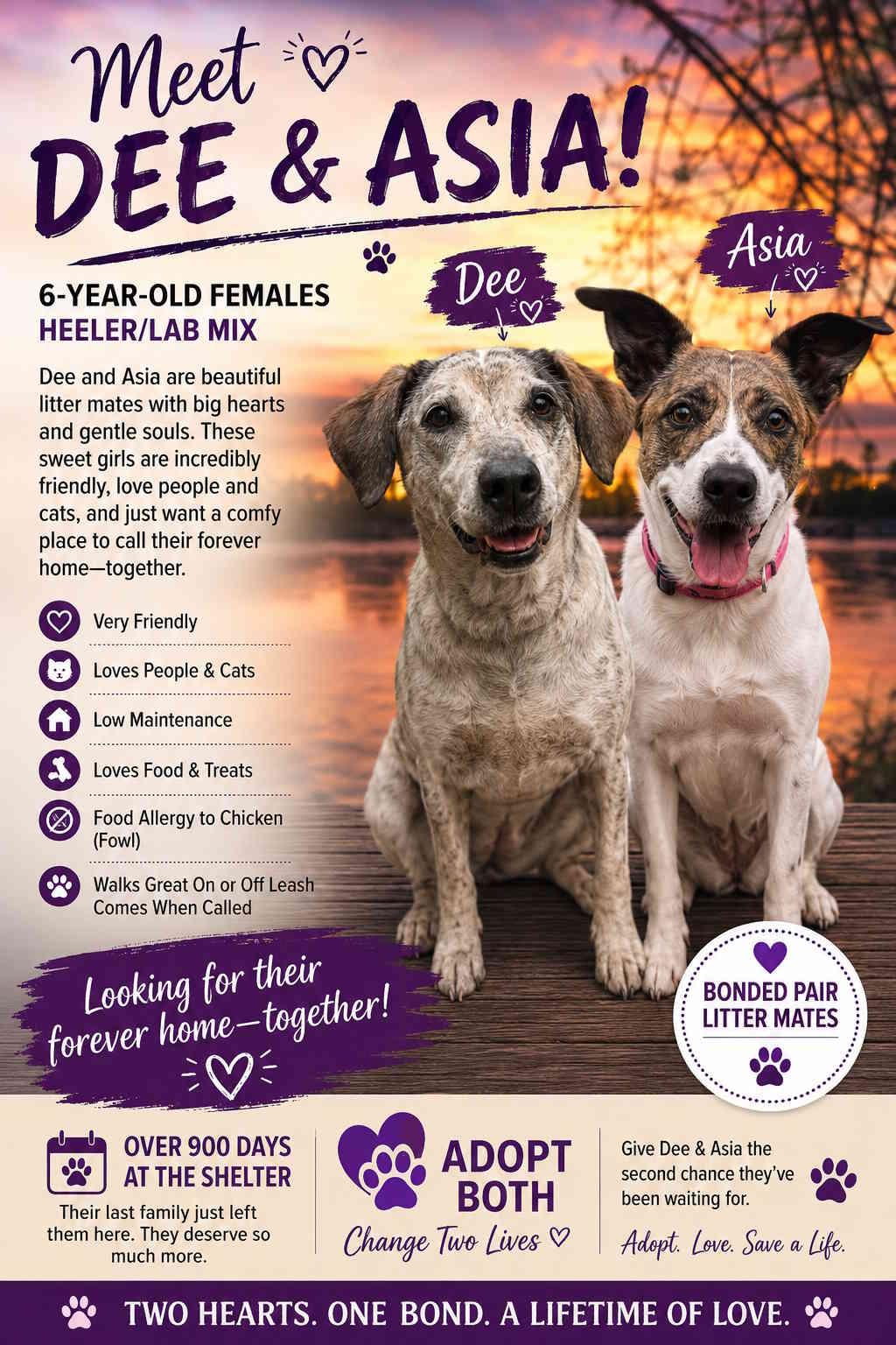 Dee, Adoptable, Adult Female Labrador Retriever.