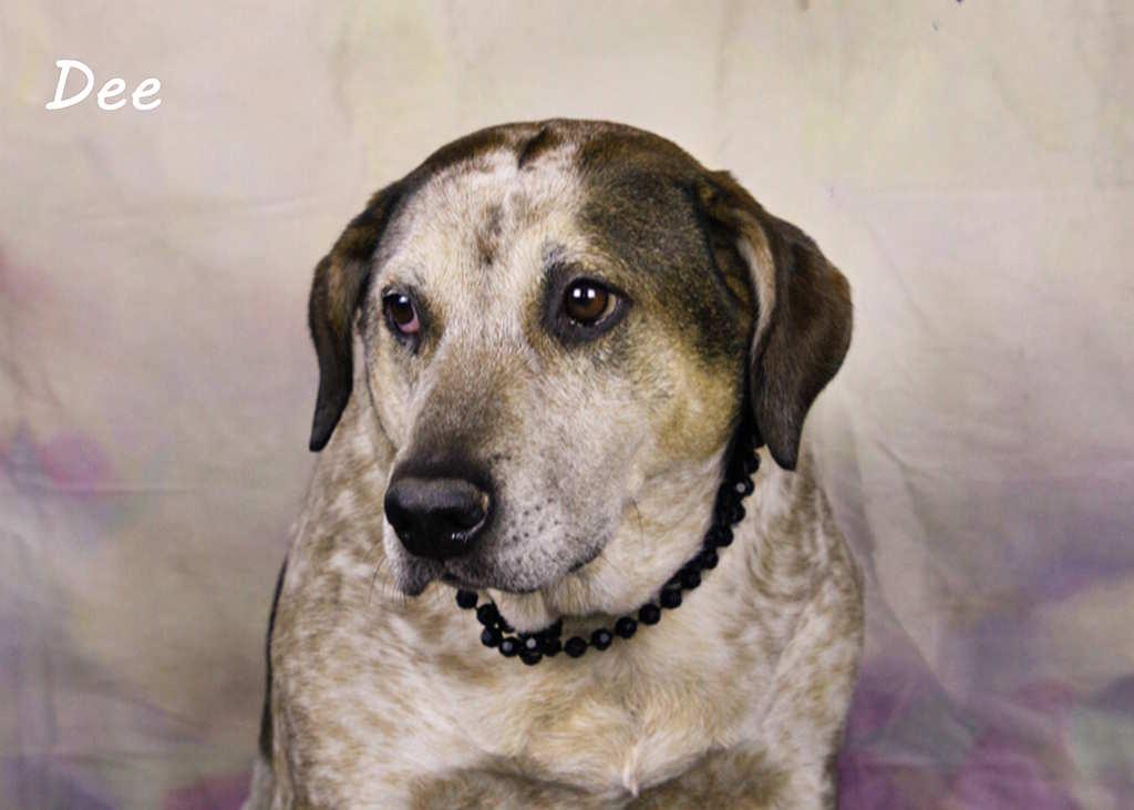 Enlarge Dee, a Adoptable Labrador Retriever in York, NE image 3/5