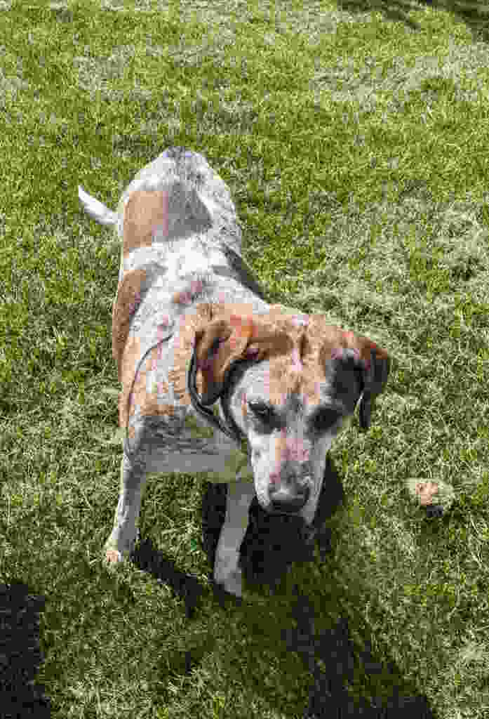 Enlarge Dee, a Adoptable Labrador Retriever in York, NE image 2/5