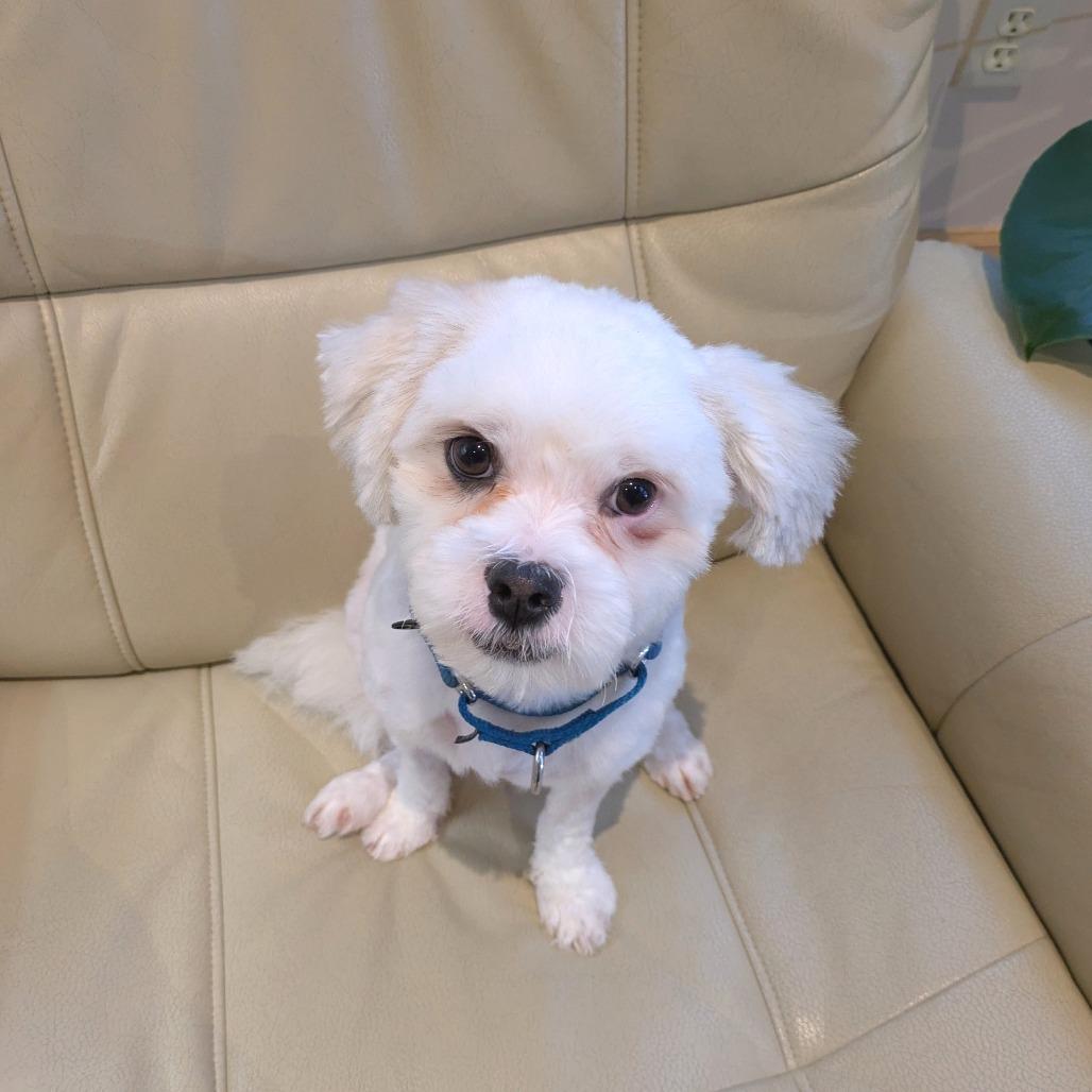 Willie — thumbnail 3