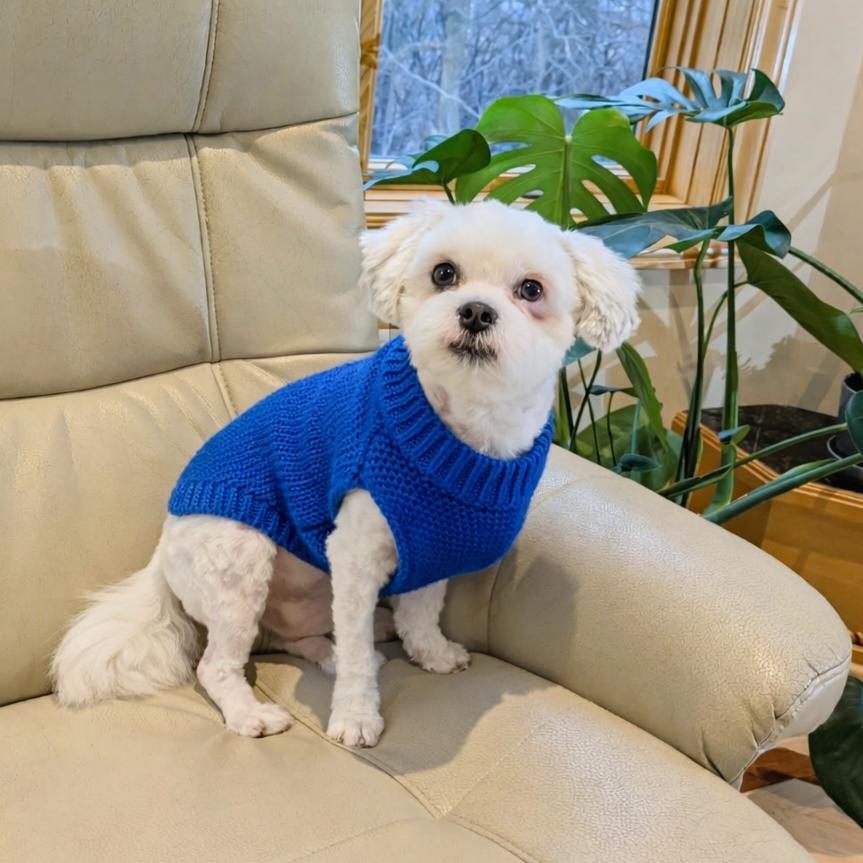 Willie — thumbnail 5