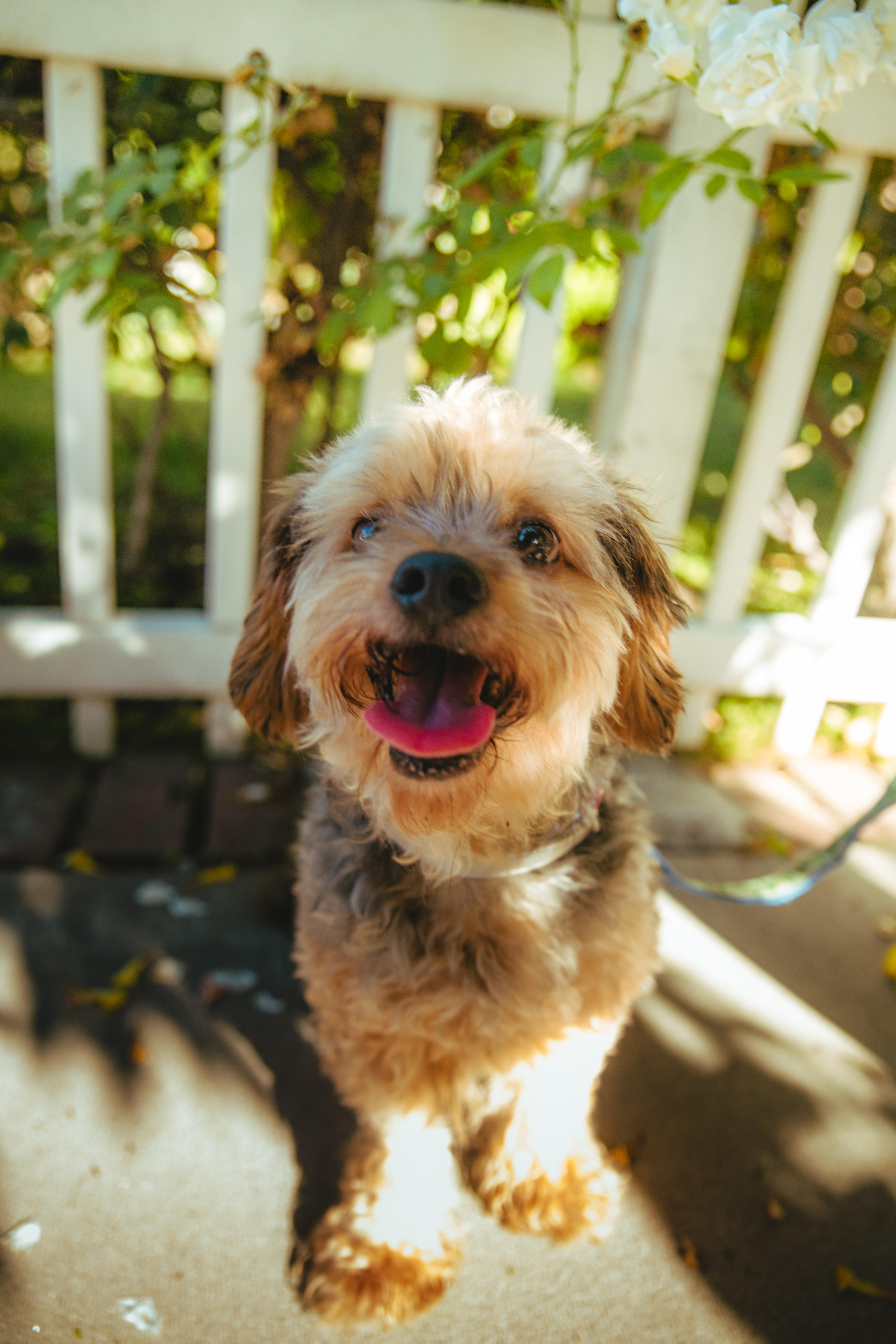 Enlarge Brownie, a Adoptable mixed breed in West Hollywood, CA image 5/6