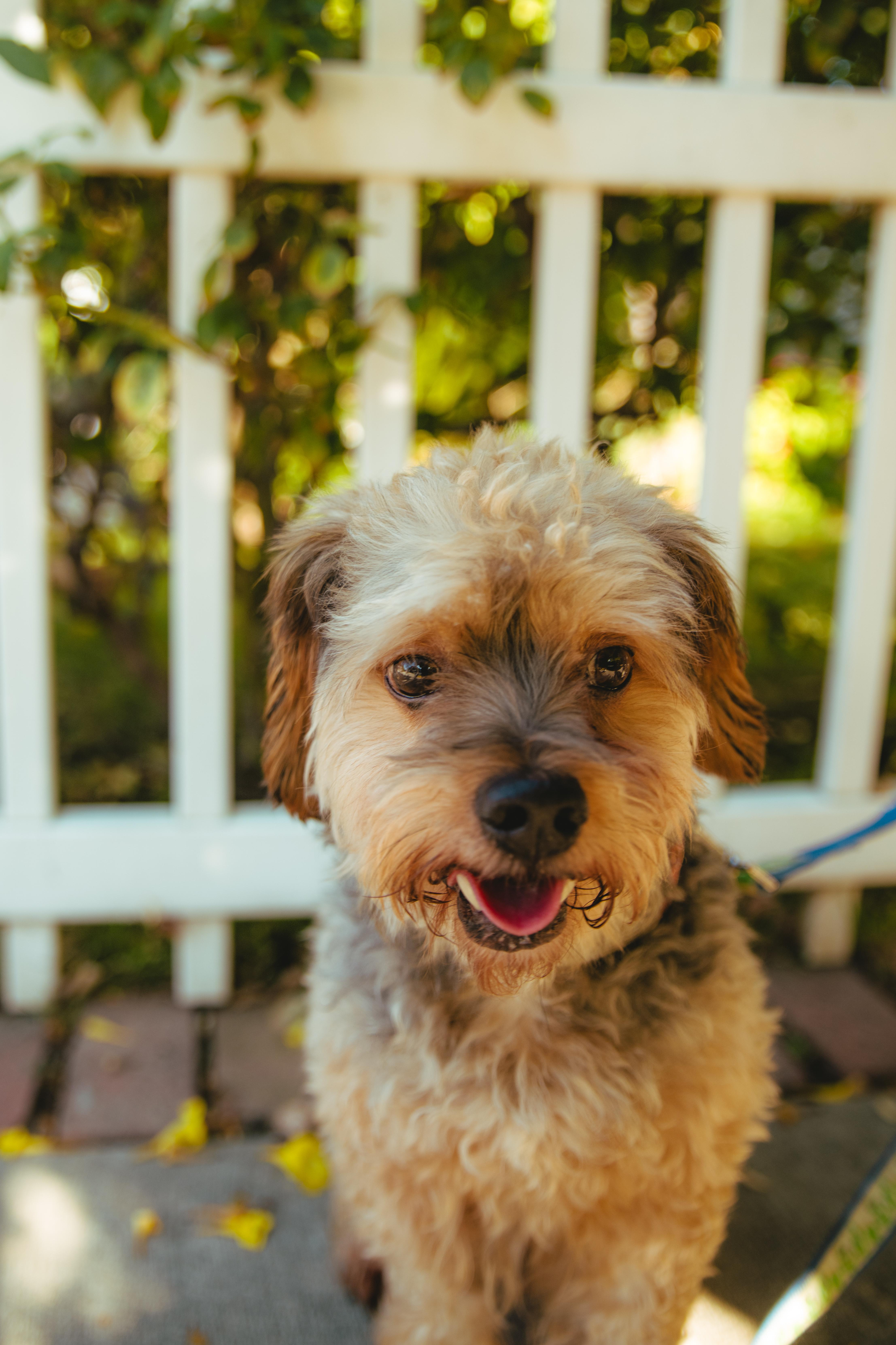 Enlarge Brownie, a Adoptable mixed breed in West Hollywood, CA image 2/6
