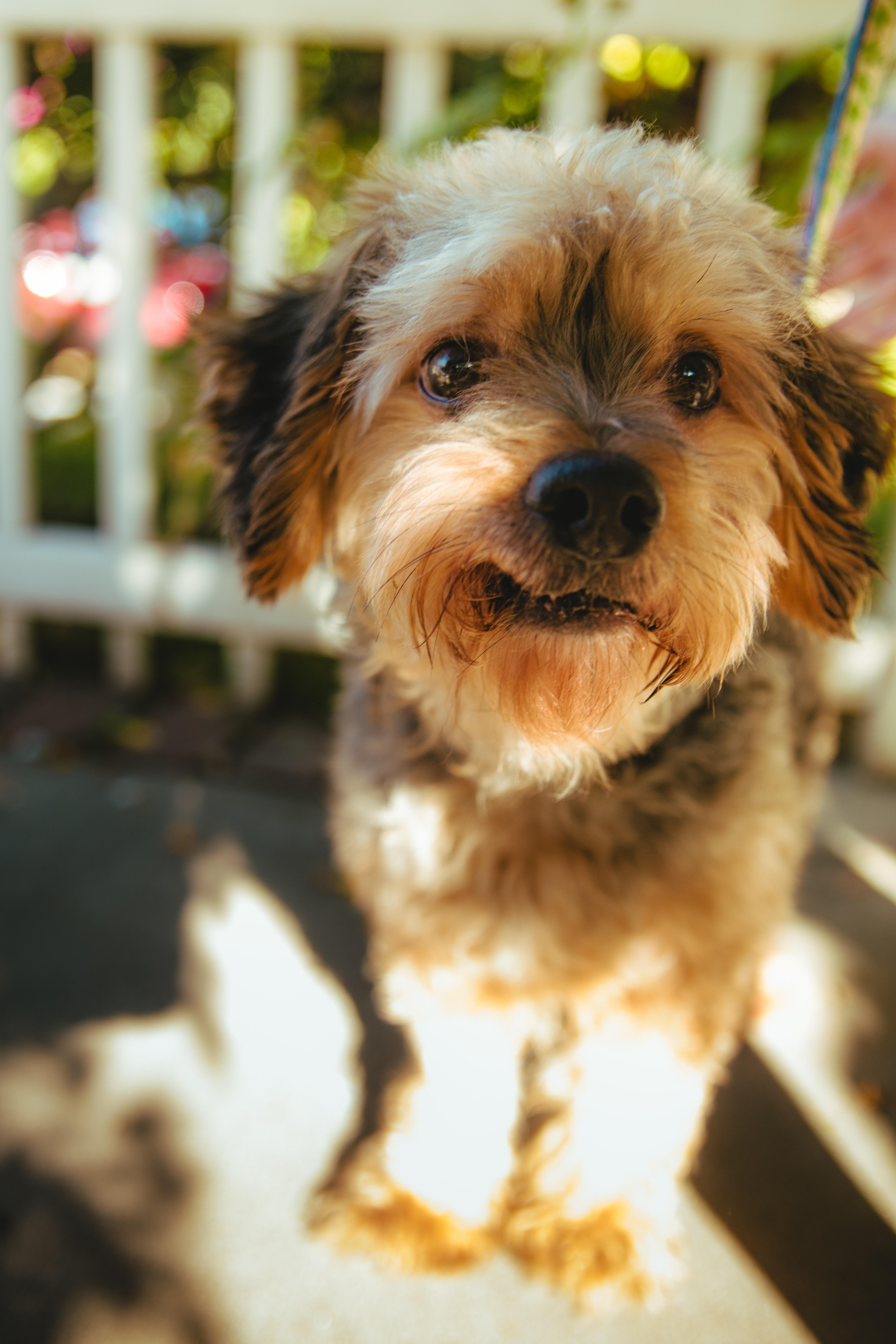 Enlarge Brownie, a Adoptable mixed breed in West Hollywood, CA image 4/6