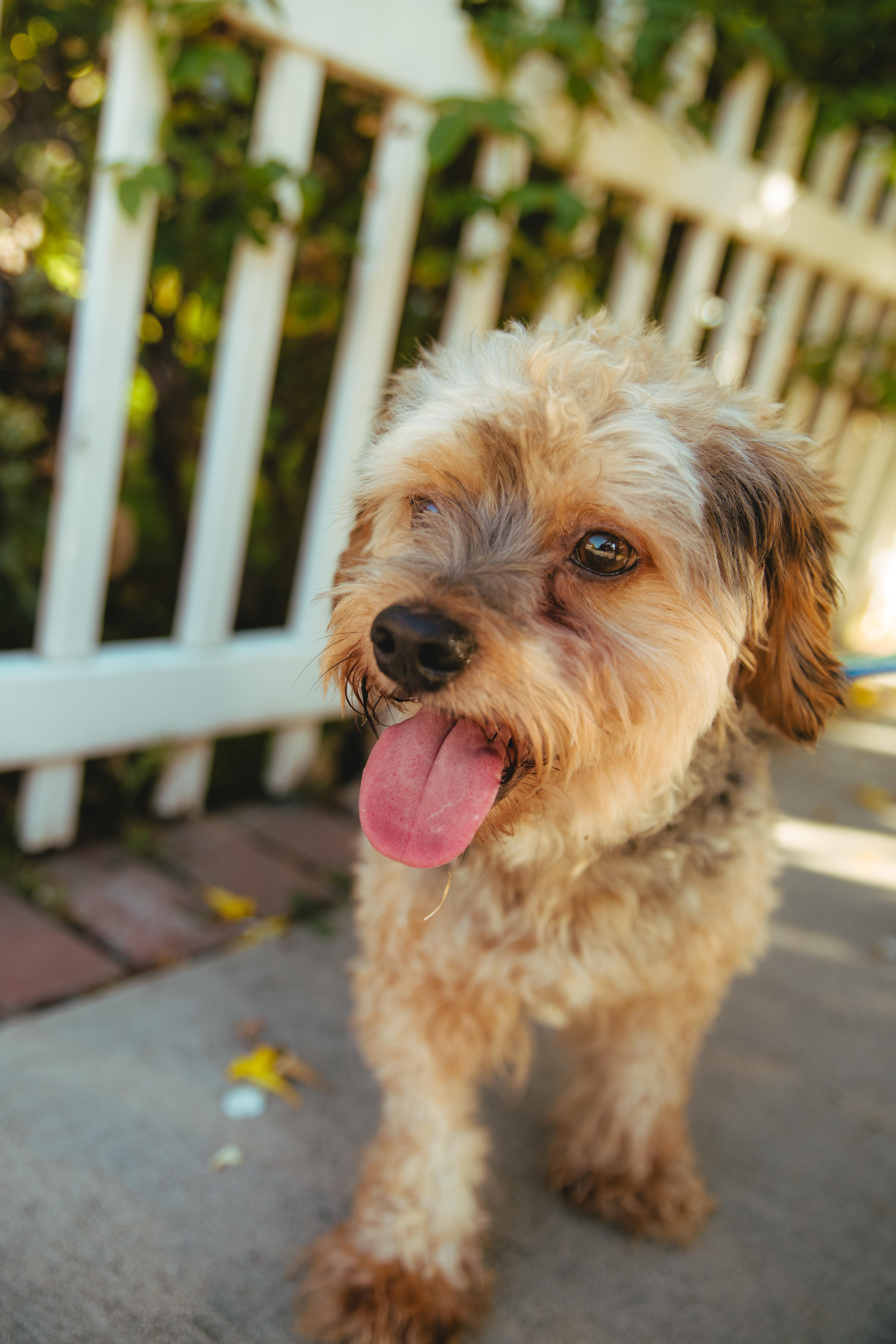Enlarge Brownie, a Adoptable mixed breed in West Hollywood, CA image 6/6