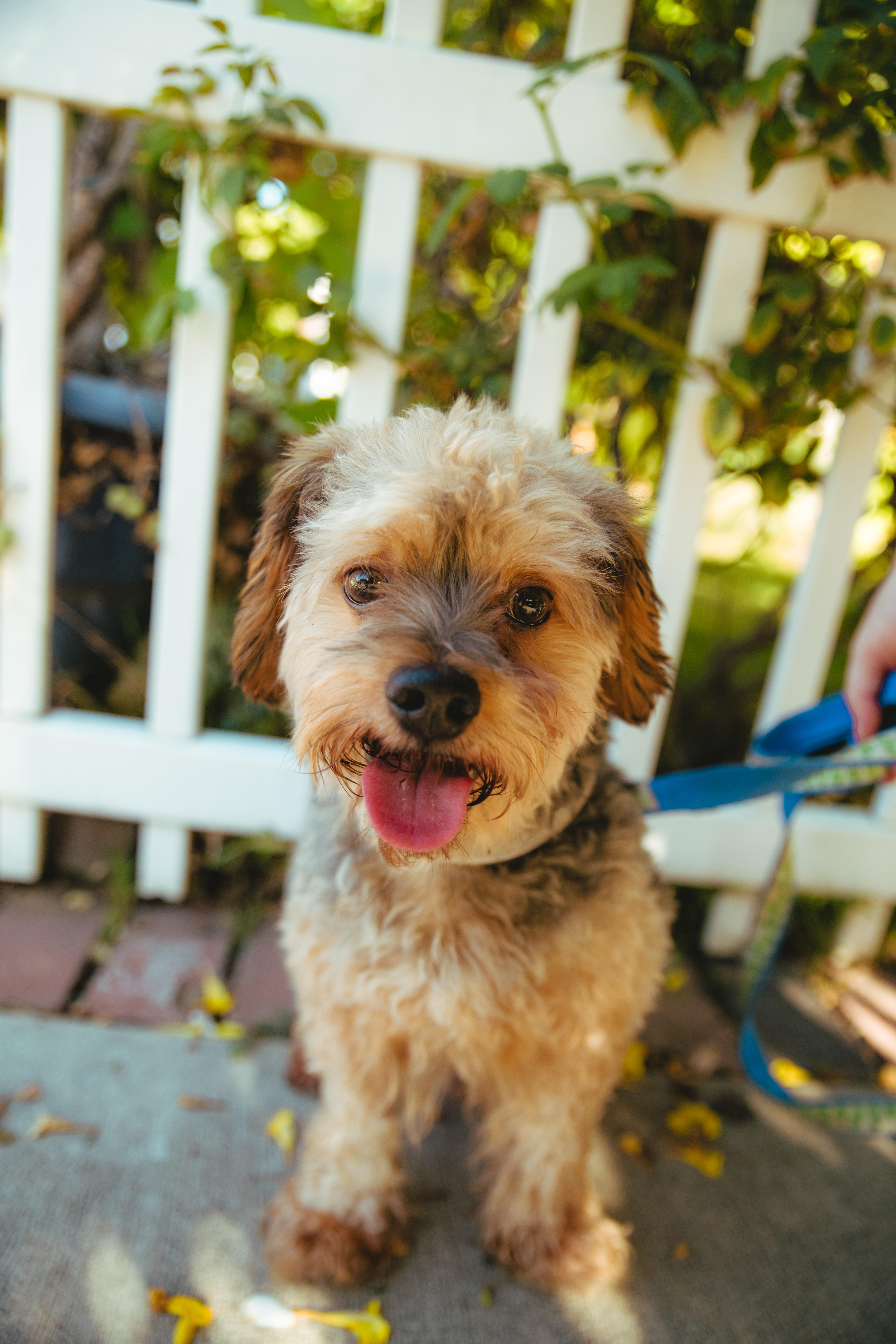 Enlarge Brownie, a Adoptable mixed breed in West Hollywood, CA image 1/6