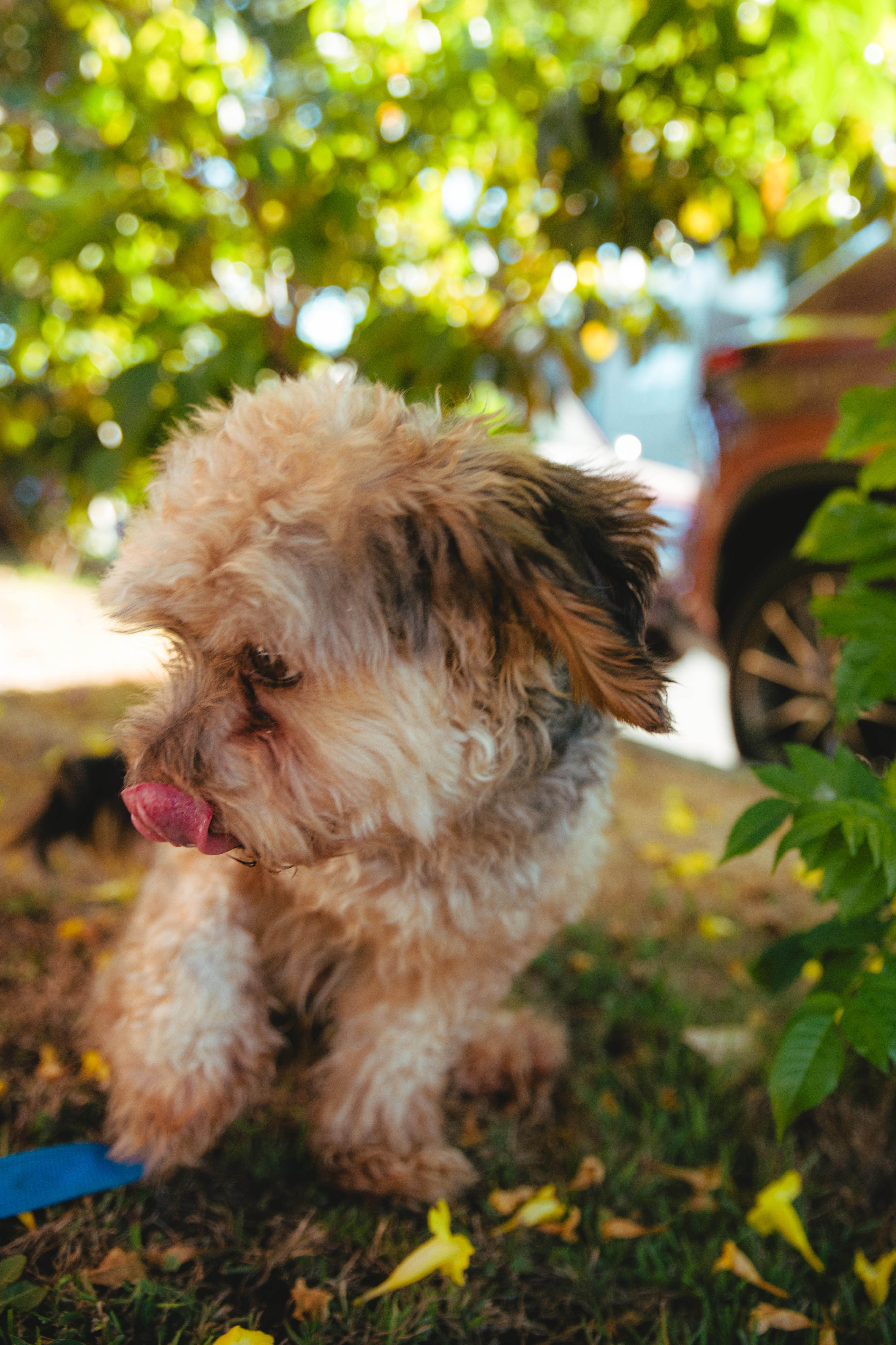 Enlarge Brownie, a Adoptable mixed breed in West Hollywood, CA image 3/6