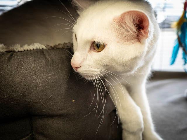 Enlarge Axel, a Adoptable mixed breed in Calgary, AB image 1/6