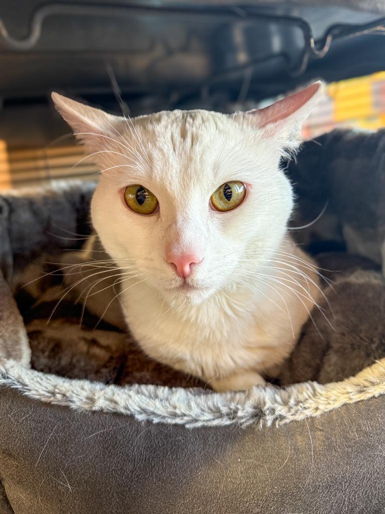 Enlarge Axel, a Adoptable mixed breed in Calgary, AB image 2/6