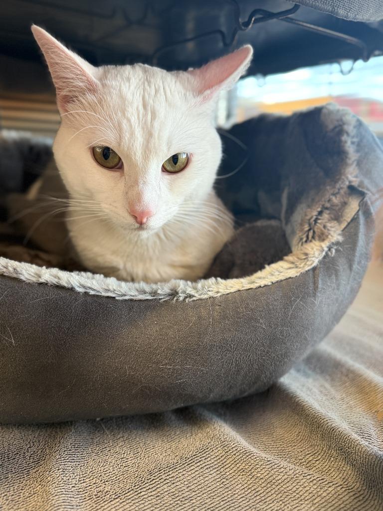 Enlarge Axel, a Adoptable mixed breed in Calgary, AB image 3/6