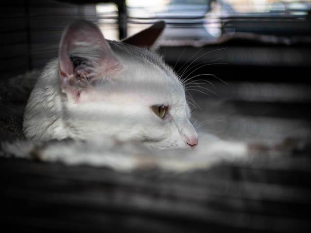 Enlarge Axel, a Adoptable mixed breed in Calgary, AB image 4/6