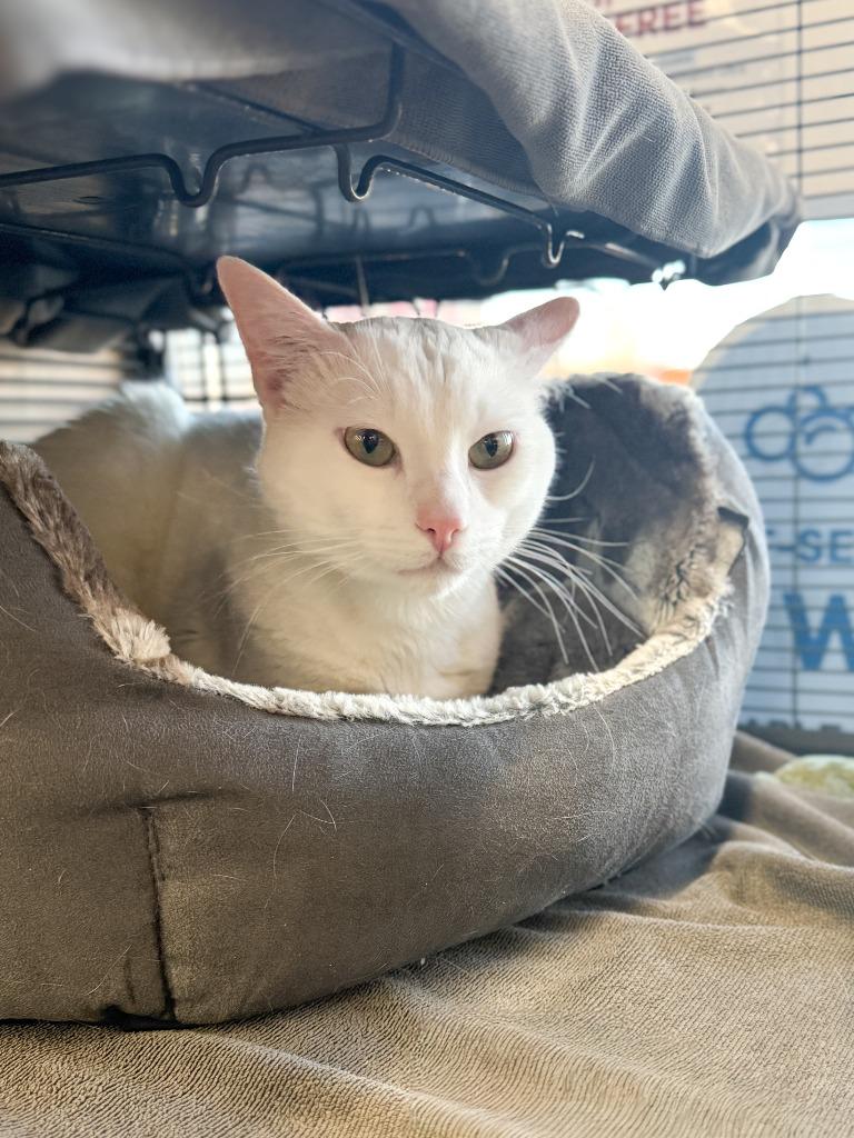 Enlarge Axel, a Adoptable mixed breed in Calgary, AB image 5/6